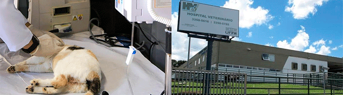 Hospital Veterinário Puc Curitiba