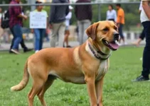 apoio a protetores de animais de curitiba