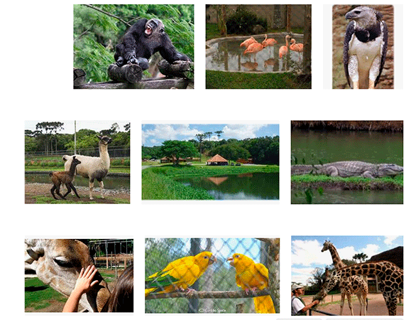 Zoológico Curitiba Fotos